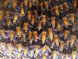 نحل العسل العملاق - ويكيبيديا
