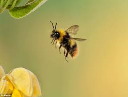 لماذا ينفق النحل في دول شمال الإتحاد الأوروبي؟ | النهار