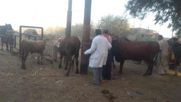 تحصين 6800 رأس ماشية ضد الحُمى القُلاعية والوادي المُتصدع ببني سويف