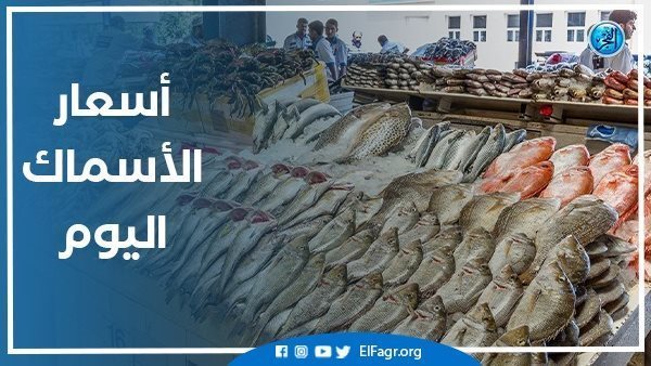 أسعار السمك البلطي والبياض اليوم الجمعة 26-4-2024 في محافظة قنا