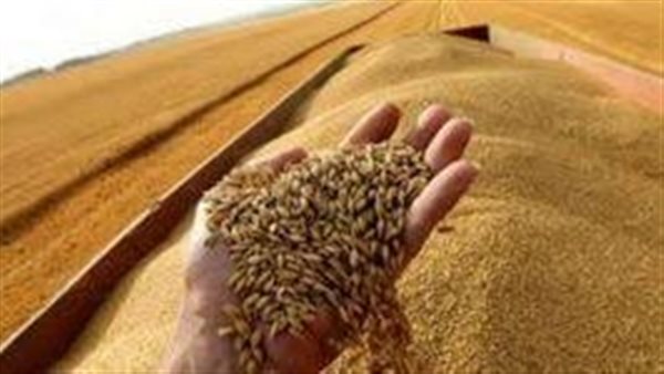 السلع التموينية تشتري 60 ألف طن من القمح الرومانى