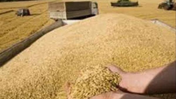 القمح يتراجع بسبب وفرة المعروض والصويا ينهي الشهر مرتفعًا