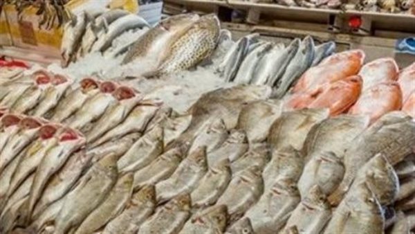 أسعار السمك اليوم السبت 18-11-2023 في محافظة قنا