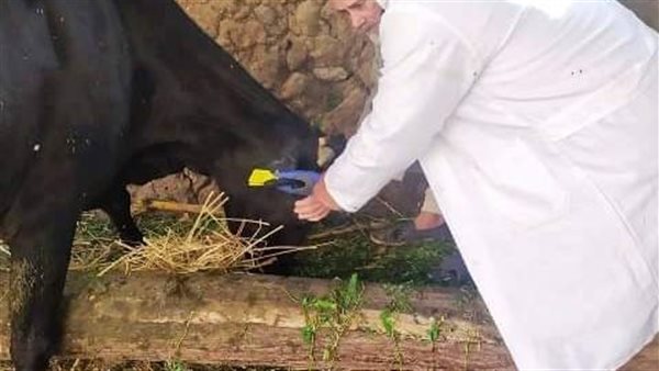 بيطري الشرقية يُحصن أكثر من 104 ألاف رأس ماشية للوقاية ضد مرضي الحمى القلاعية