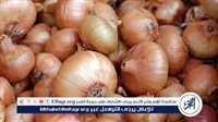 عاجل: سعر البصل الأحمر اليوم فى سوق العبور للمستهلك اليوم الجمعة 3 مايو 2024 