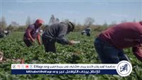اليونان تستقدم عمالًا مصريين لسد نقص العمالة في القطاع الزراعي 